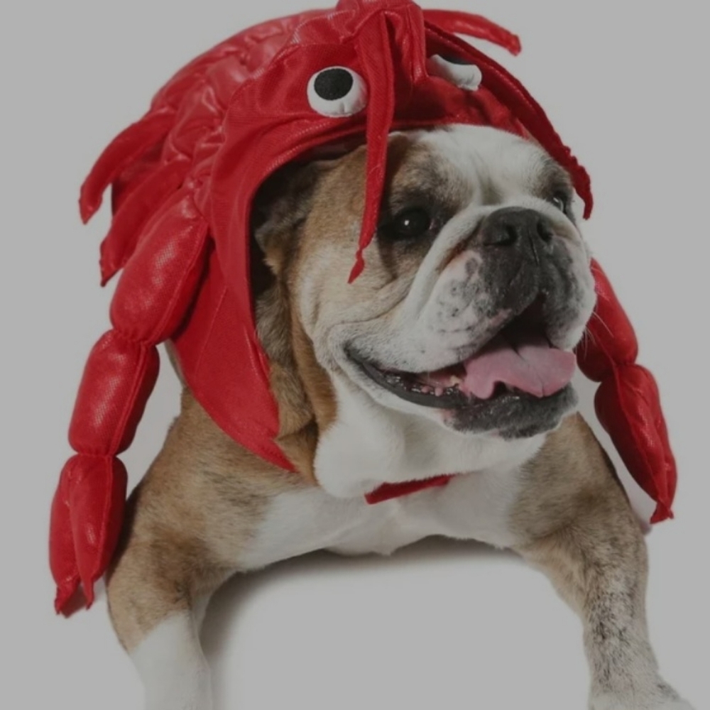 Dog Lobster Halloween Costume